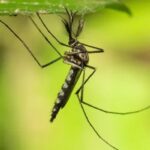 Nyamuk ditemukan di Islandia untuk pertama kalinya setelah rekor suhu panas